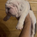 Bulldog for sale