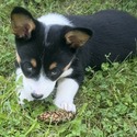 Corgi for sale