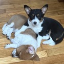PIANO - a Corgi puppy
