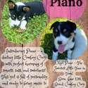 PIANO - a Corgi puppy
