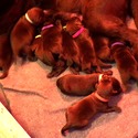 Labrador Retriever for sale