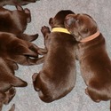 Gorgeous Chocolate pups - a Labrador Retriever puppy