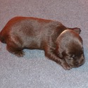 Gorgeous Chocolate pups - a Labrador Retriever puppy