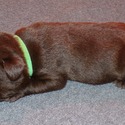 Gorgeous Chocolate pups - a Labrador Retriever puppy