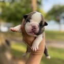 Bulldog for sale