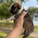 Leia - a Bulldog puppy