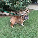 Leia - a Bulldog puppy