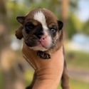 Bulldog for sale