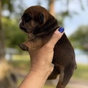 Luke - a Bulldog puppy