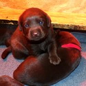 Labrador Retriever for sale