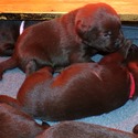 Gorgeous Chocolate pups - a Labrador Retriever puppy