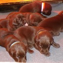 Gorgeous Chocolate pups - a Labrador Retriever puppy