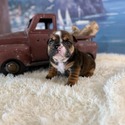Bulldog for sale