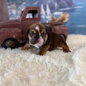 Luke - a Bulldog puppy