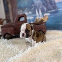 Bulldog for sale
