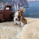 Leia - a Bulldog puppy