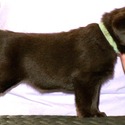 Gorgeous Chocolate pups - a Labrador Retriever puppy
