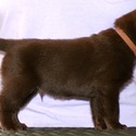 Labrador Retriever for sale