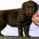 Gorgeous Chocolate pups - a Labrador Retriever puppy