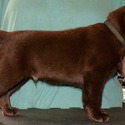 Labrador Retriever for sale