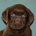 Gorgeous Chocolate pups - a Labrador Retriever puppy