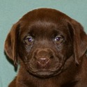 Gorgeous Chocolate pups - a Labrador Retriever puppy