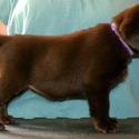 Gorgeous Chocolate pups - a Labrador Retriever puppy