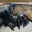 Red Female Belgian Malinois Puppy - a Belgian Malinois puppy