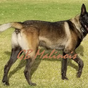 Brown Male Belgian Malinois Puppy - a Belgian Malinois puppy