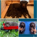 AKC Black Labrador Retriever puppy - a Labrador Retriever puppy