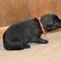 Red Female Belgian Malinois Puppy - a Belgian Malinois puppy