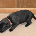 Red Female Belgian Malinois Puppy - a Belgian Malinois puppy