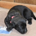 Belgian Malinois for sale