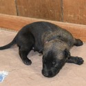 Brown Male Belgian Malinois Puppy - a Belgian Malinois puppy