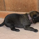 Brown Male Belgian Malinois Puppy - a Belgian Malinois puppy
