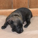 Belgian Malinois for sale