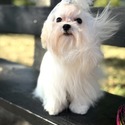 Maltese for sale