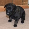 Belgian Malinois for sale