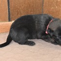 Red Female Belgian Malinois Puppy - a Belgian Malinois puppy