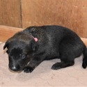 Red Female Belgian Malinois Puppy - a Belgian Malinois puppy