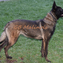 Brown Male Belgian Malinois Puppy - a Belgian Malinois puppy