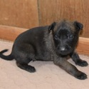 Brown Male Belgian Malinois Puppy - a Belgian Malinois puppy