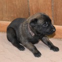 Belgian Malinois for sale