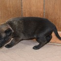 Brown Male Belgian Malinois Puppy - a Belgian Malinois puppy