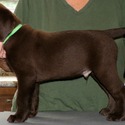 Gorgeous Chocolate pups - a Labrador Retriever puppy
