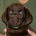 Gorgeous Chocolate pups - a Labrador Retriever puppy