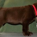 Gorgeous Chocolate pups - a Labrador Retriever puppy