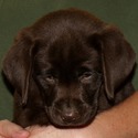 Gorgeous Chocolate pups - a Labrador Retriever puppy