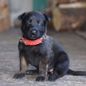 Red Female Belgian Malinois Puppy - a Belgian Malinois puppy