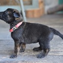 Red Female Belgian Malinois Puppy - a Belgian Malinois puppy